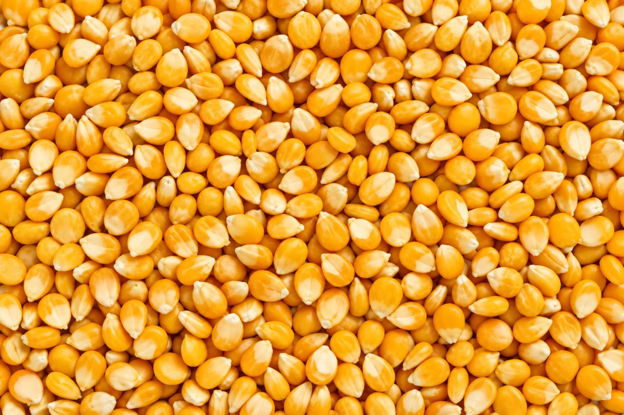 Yellow Maize