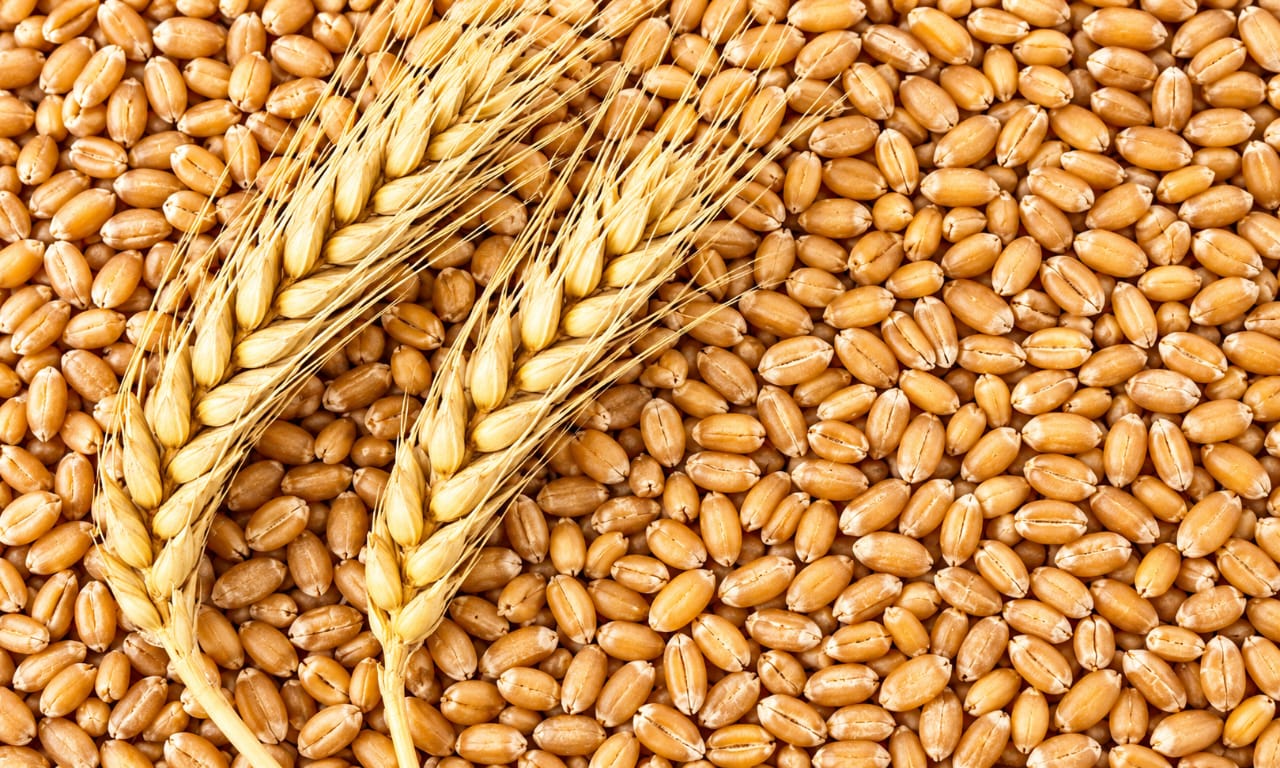 Wheat