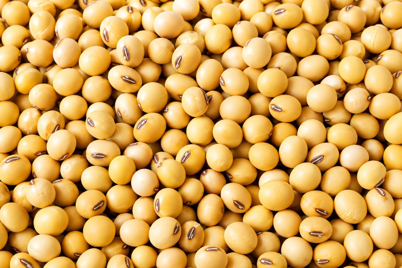 Soya Beans
