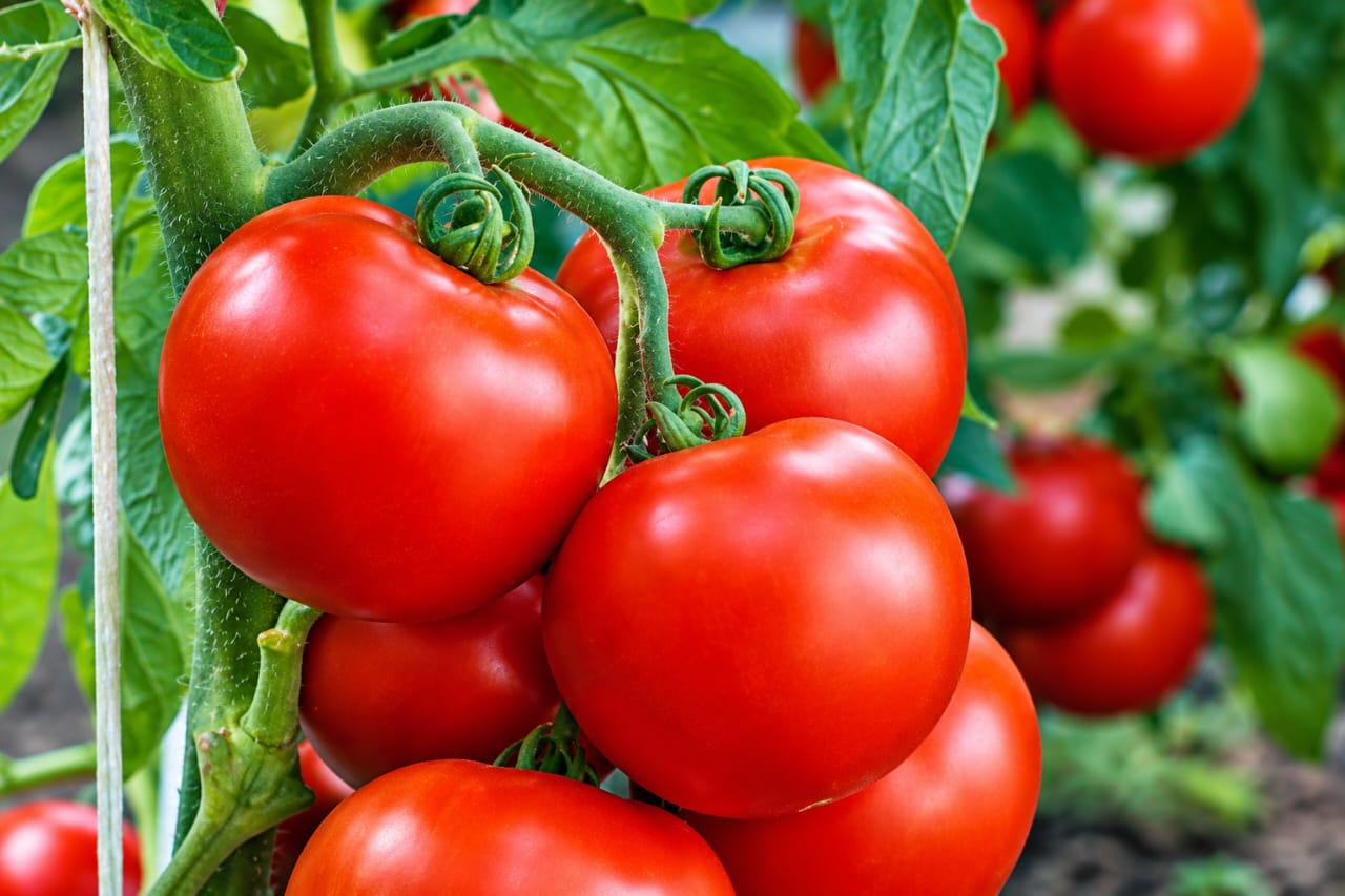 Tomatoes